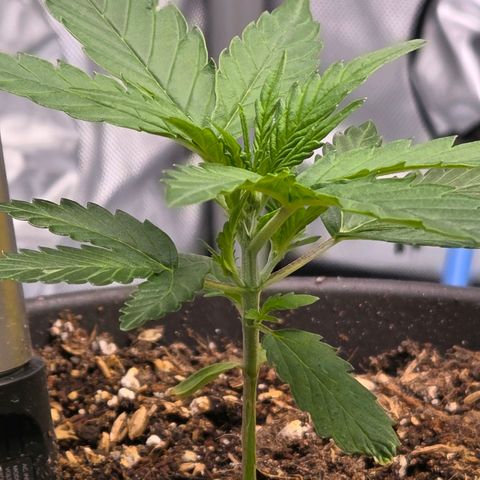 Skitti 1 growlog photo: Was ein unterschied ! Die erste ihrer Art in teurer Dope Lite. Total Versagen.
Das hier in billig Blumenerde , gedüngt u aufbereitet von mir mit Dolomit Kalk, Urgesteinsmehl, Wurmhumus, Pferdemist Pellets u. so weiter. Genießt sie das Licht , streckt sich dem entgegen.