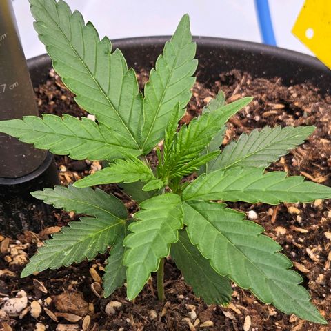 Skitti 1 growlog photo: Was ein unterschied ! Die erste ihrer Art in teurer Dope Lite. Total Versagen.
Das hier in billig Blumenerde , gedüngt u aufbereitet von mir mit Dolomit Kalk, Urgesteinsmehl, Wurmhumus, Pferdemist Pellets u. so weiter. Genießt sie das Licht , streckt sich dem entgegen.