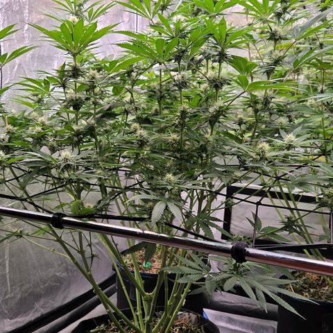 Diesel growlog timeline photo