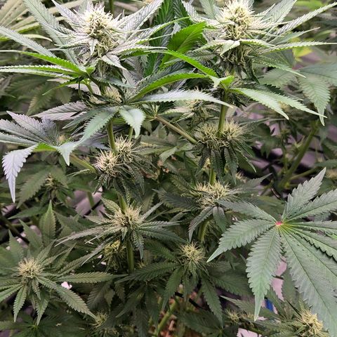 Diesel growlog timeline photo