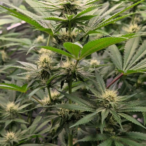 Diesel growlog timeline photo