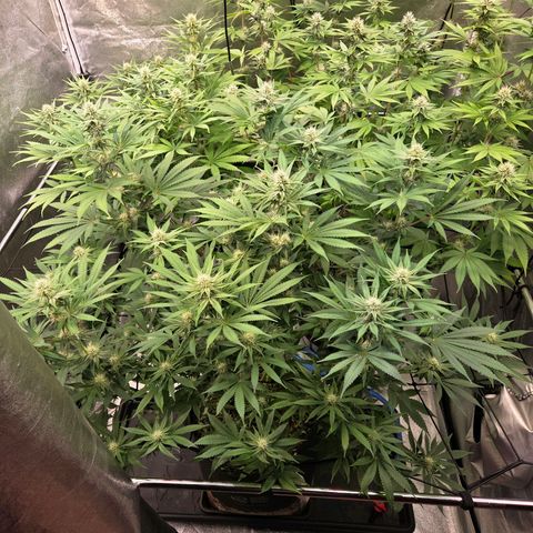 Diesel growlog timeline photo
