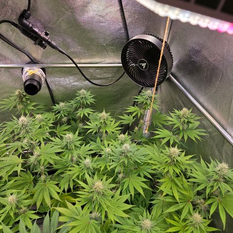 Kalini growlog timeline photo