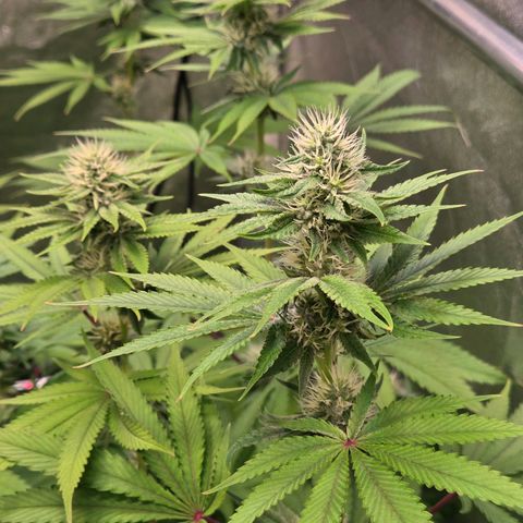Kalini growlog timeline photo
