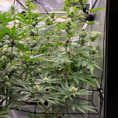 Kalini growlog timeline photo
