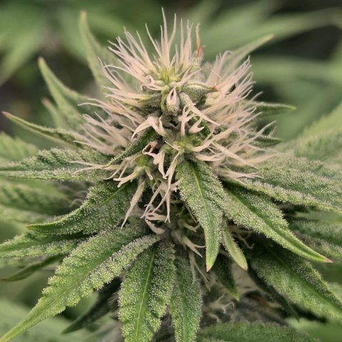 Kalini growlog timeline photo