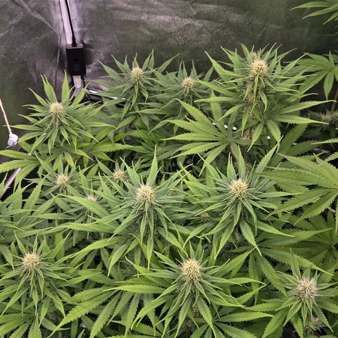 Mexican growlog timeline photo