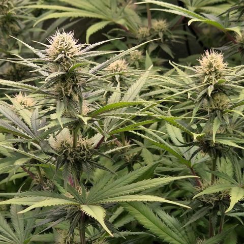 Mexican growlog timeline photo
