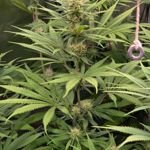 Mexican growlog timeline photo