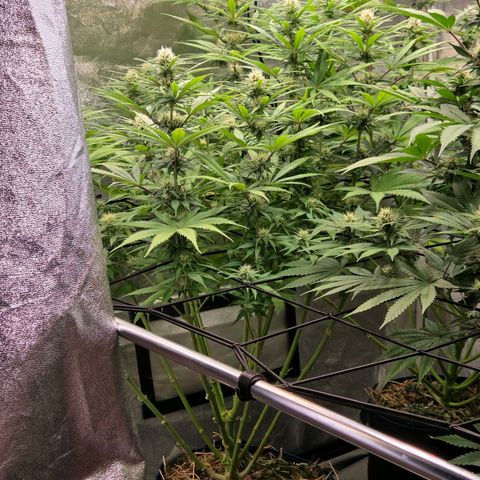 Mexican growlog timeline photo
