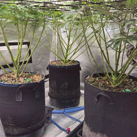 Kalini growlog timeline photo