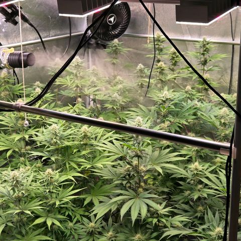 Kalini growlog timeline photo