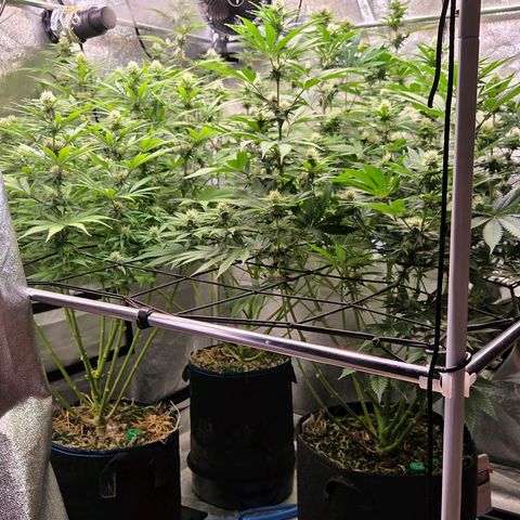 Kalini growlog timeline photo
