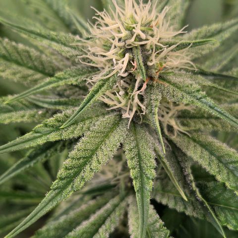 Diesel growlog timeline photo