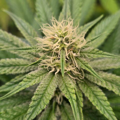 Diesel growlog timeline photo