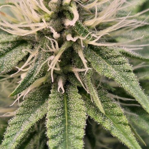 Kalini growlog timeline photo
