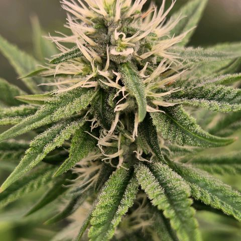 Kalini growlog timeline photo