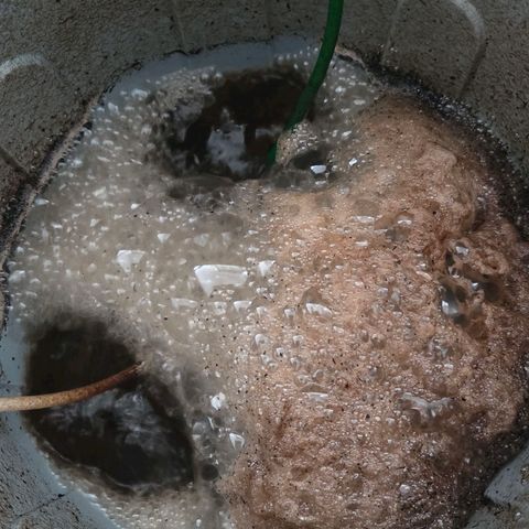 Kalini growlog photo: Nach den ersten 24 stunden hat sich eine schöne Schaumkrone gebildet u es blubbert munter weiter