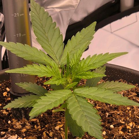 Skitti 1 growlog photo: Das sieht mal gut aus für heute. Sie sehen entspannt u satt aus
