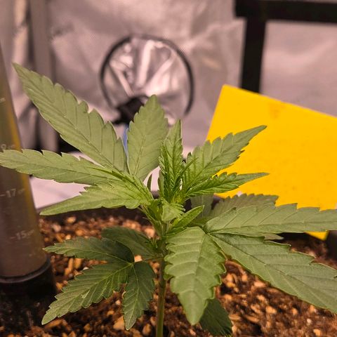 Skitti 1 growlog photo: Das sieht mal gut aus für heute. Sie sehen entspannt u satt aus
