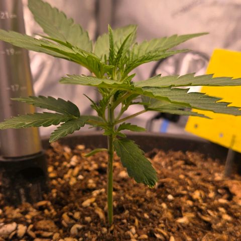 Skitti 1 growlog photo: Das sieht mal gut aus für heute. Sie sehen entspannt u satt aus