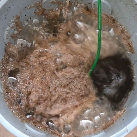 Kalini growlog photo: Komposttee Tag 2 der Belüftung , musste ich heute im innern des Eimer den oberen Bereich mit Bürste reinigen. Es riecht leicht süßlich ( Melasse ) , nach Erde. So muss es sein. Mal schauen das morgen der Auto Pot Hahn dicht bleibt u dafür den Komposttee ein fließen lasse von Hand.