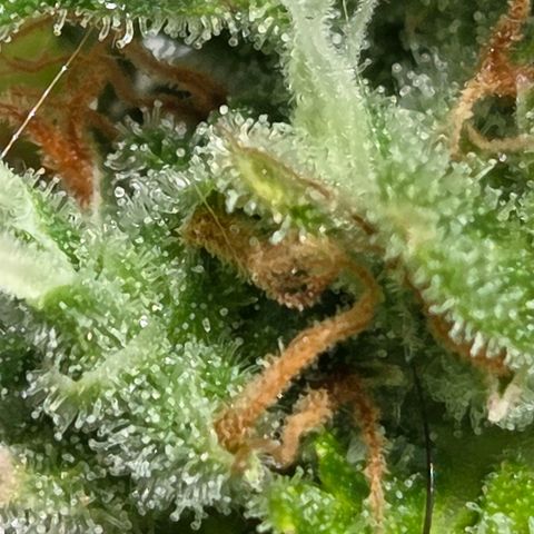 Torti growlog timeline photo