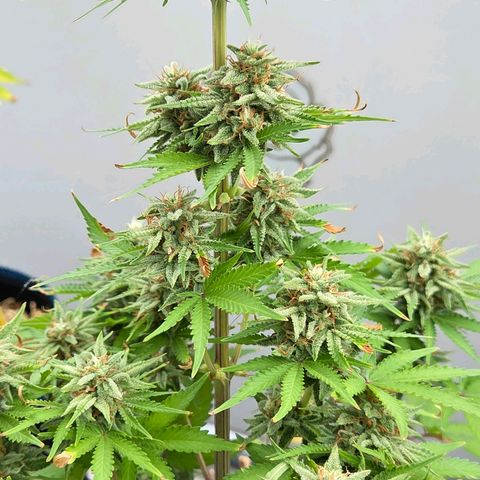 Amnesia S growlog timeline photo