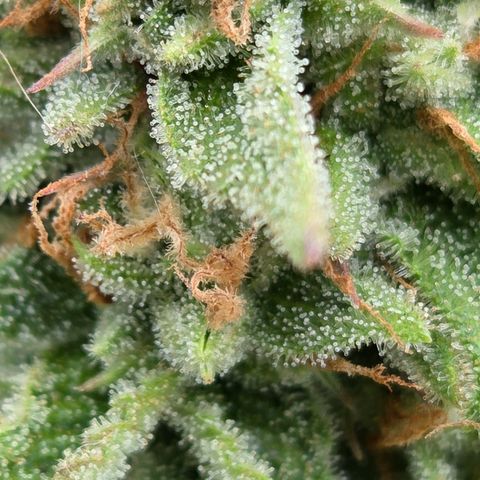 Amnesia S growlog timeline photo