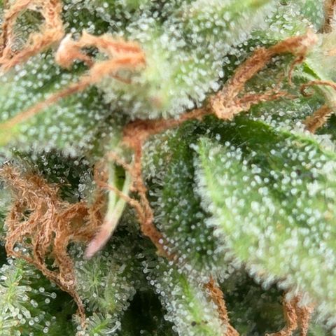 Amnesia S growlog photo: Heute 11 Wochen seit Keimung Start.
Finde ich das ihr noch paar Tage zur Reifung gut tun.