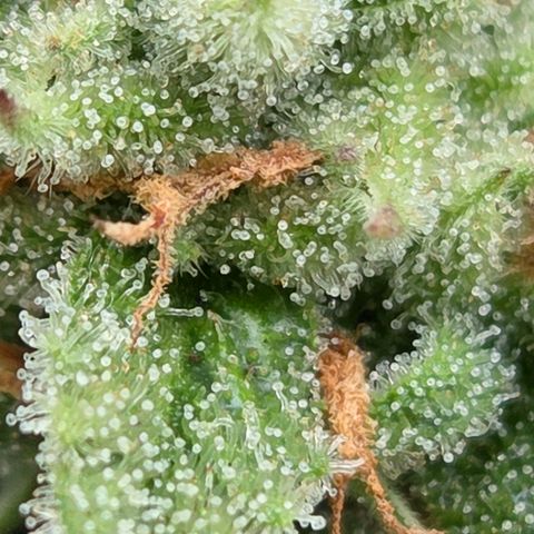 Amnesia S growlog timeline photo