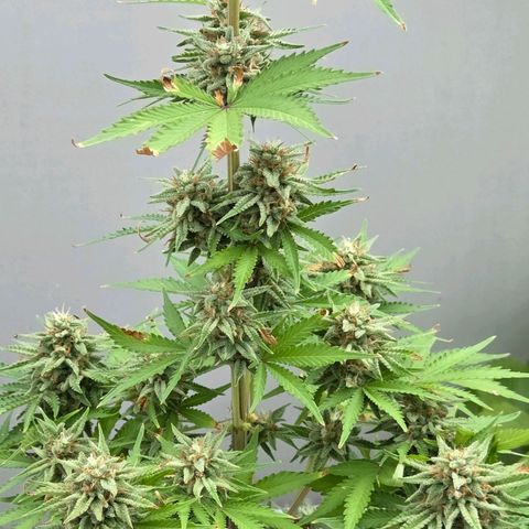 Amnesia S growlog timeline photo