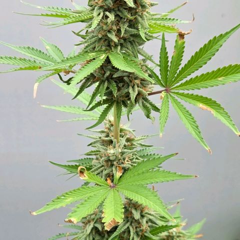 Amnesia S growlog timeline photo