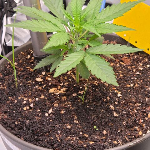 Skitti 1 growlog timeline photo