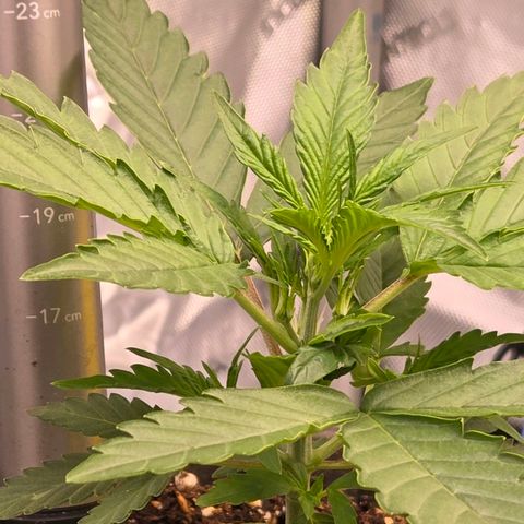 Skitti 1 growlog timeline photo