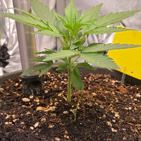 Skitti 1 growlog timeline photo