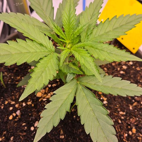 Skitti 1 growlog timeline photo