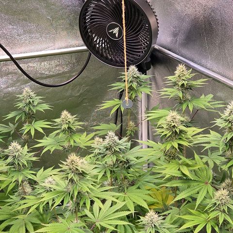 Kalini growlog timeline photo