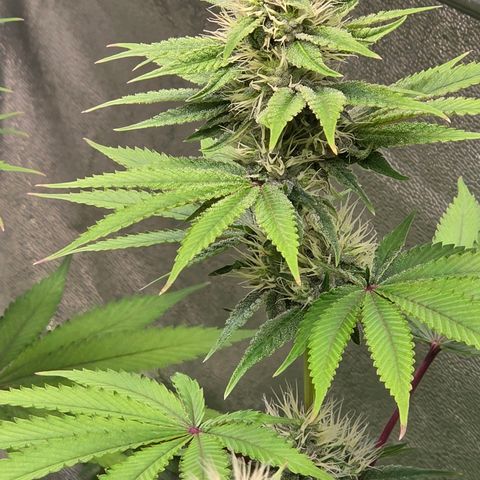 Kalini growlog timeline photo