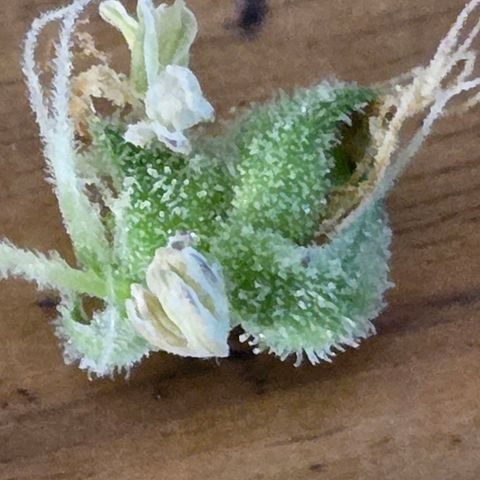 Kalini growlog photo: Da scheint sie zu Zwittern