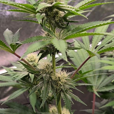 Diesel growlog timeline photo