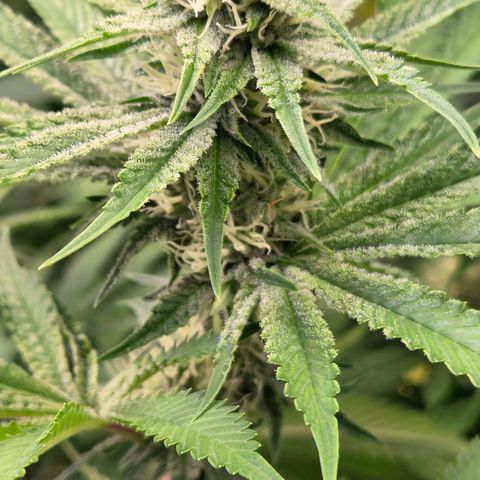 Diesel growlog timeline photo