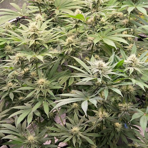 Diesel growlog timeline photo