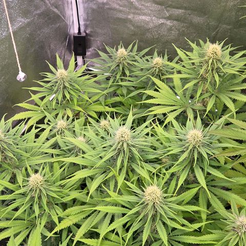 Mexican growlog timeline photo