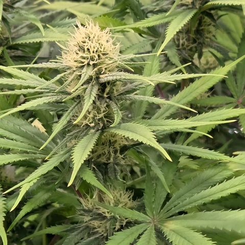 Mexican growlog timeline photo