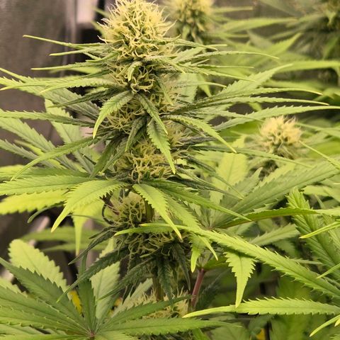 Mexican growlog timeline photo