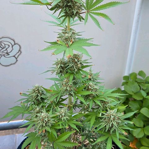 Amnesia S growlog photo: Wie sie die Blätter wie Antennen ausrichtet. Schick 