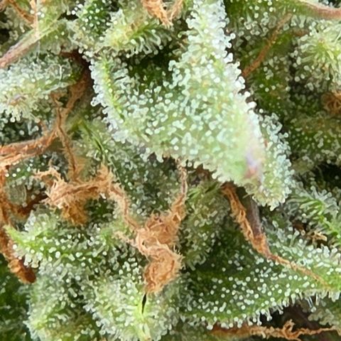 Amnesia S growlog timeline photo