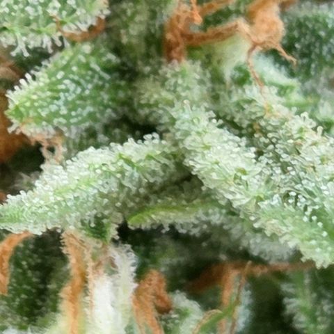 Amnesia S growlog timeline photo