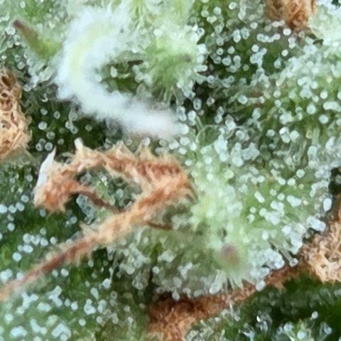 Amnesia S growlog timeline photo